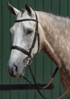 Collegiate® Essential Padded Raised Caveson Bridle