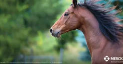 Panacur Paste Dewormer