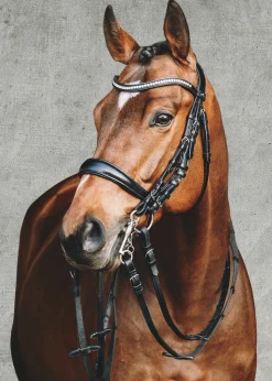 Schockemöhle Equitus Gamma Double Bridle